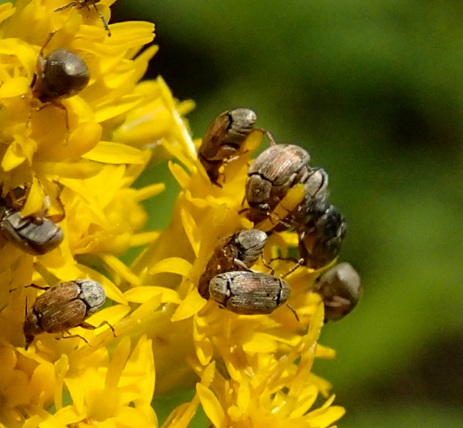 Chrysomelidae Bruchinae